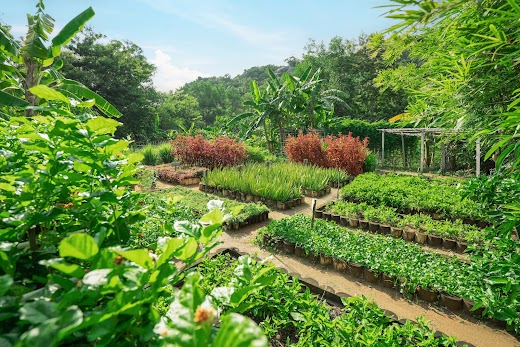 An Lâm Retreats Ninh Vân Bay Nha Trang – . Organic Garden
