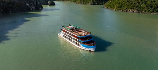Cycad Cruise – Tổng quan