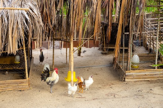 Fusion Resort Cam Ranh – FUSION FARM COLLECTION