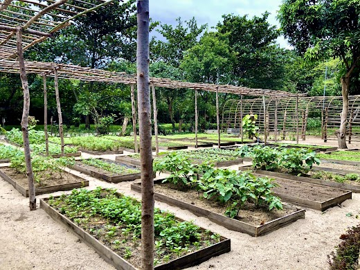 Lalya Ninh Van Bay – . Homegrown garden/ Vườn hữu cơ