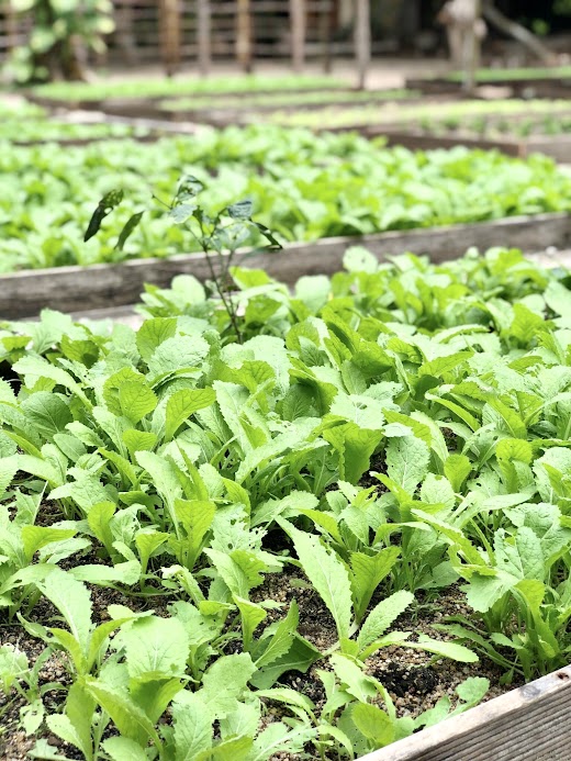 Lalya Ninh Van Bay – . Homegrown garden/ Vườn hữu cơ